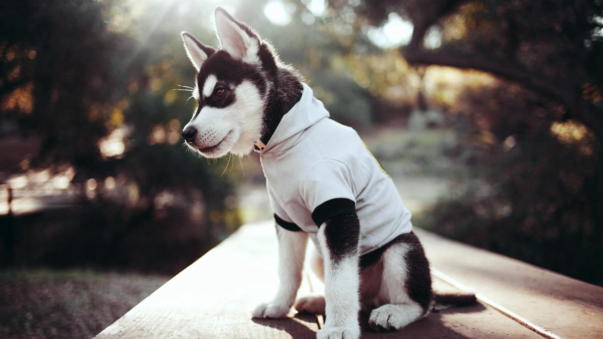 “足球场馆智慧化管理，提升比赛效率”，足球场运营管理方案