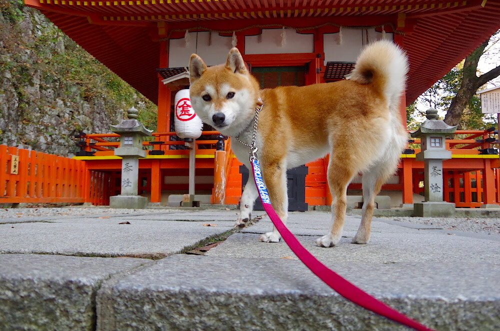 九游官网下载电脑版-新兴力量崛起！意大利足球新秀点亮赛场，意大利足球队比赛