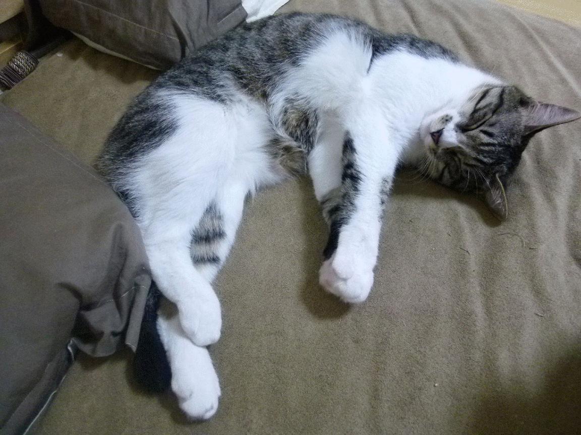 篮球明星效应助力联赛品牌建设，以篮球明星命名的品牌