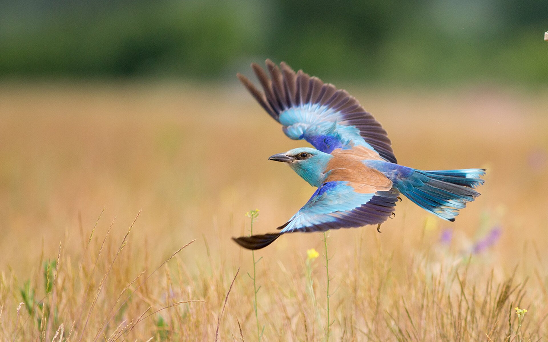 九游（jiuyou.com）游戏-逆转精彩！北京队在最后两分钟实现绝地反击！，北京队什么时候夺冠