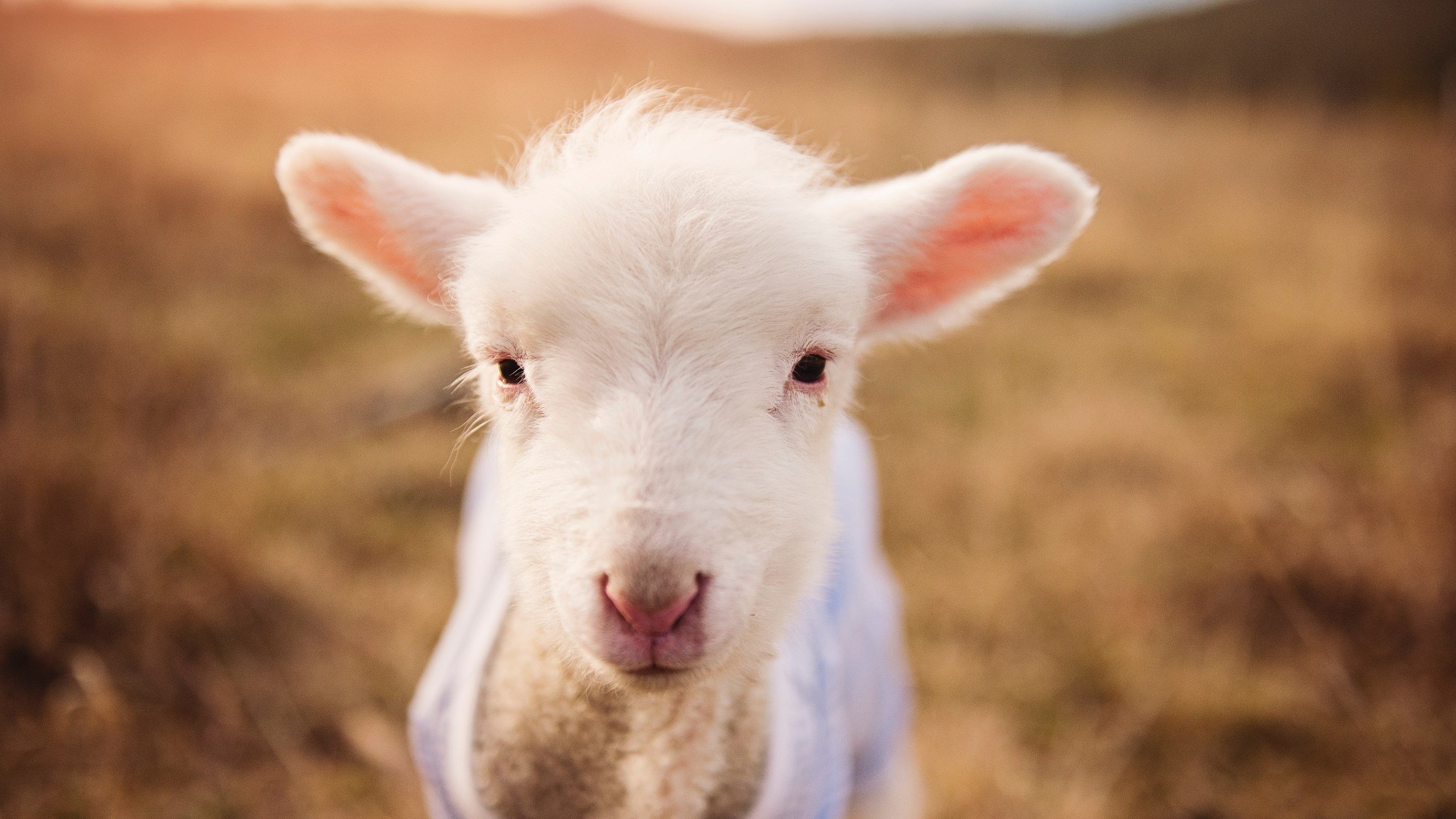 九游电脑版-远射“天外飞仙”：那些令人震惊的欧冠长距离射门，欧洲杯中场远射