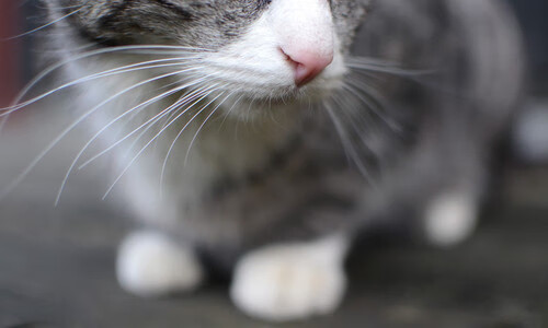 RNG连胜势头强劲，rng4连胜