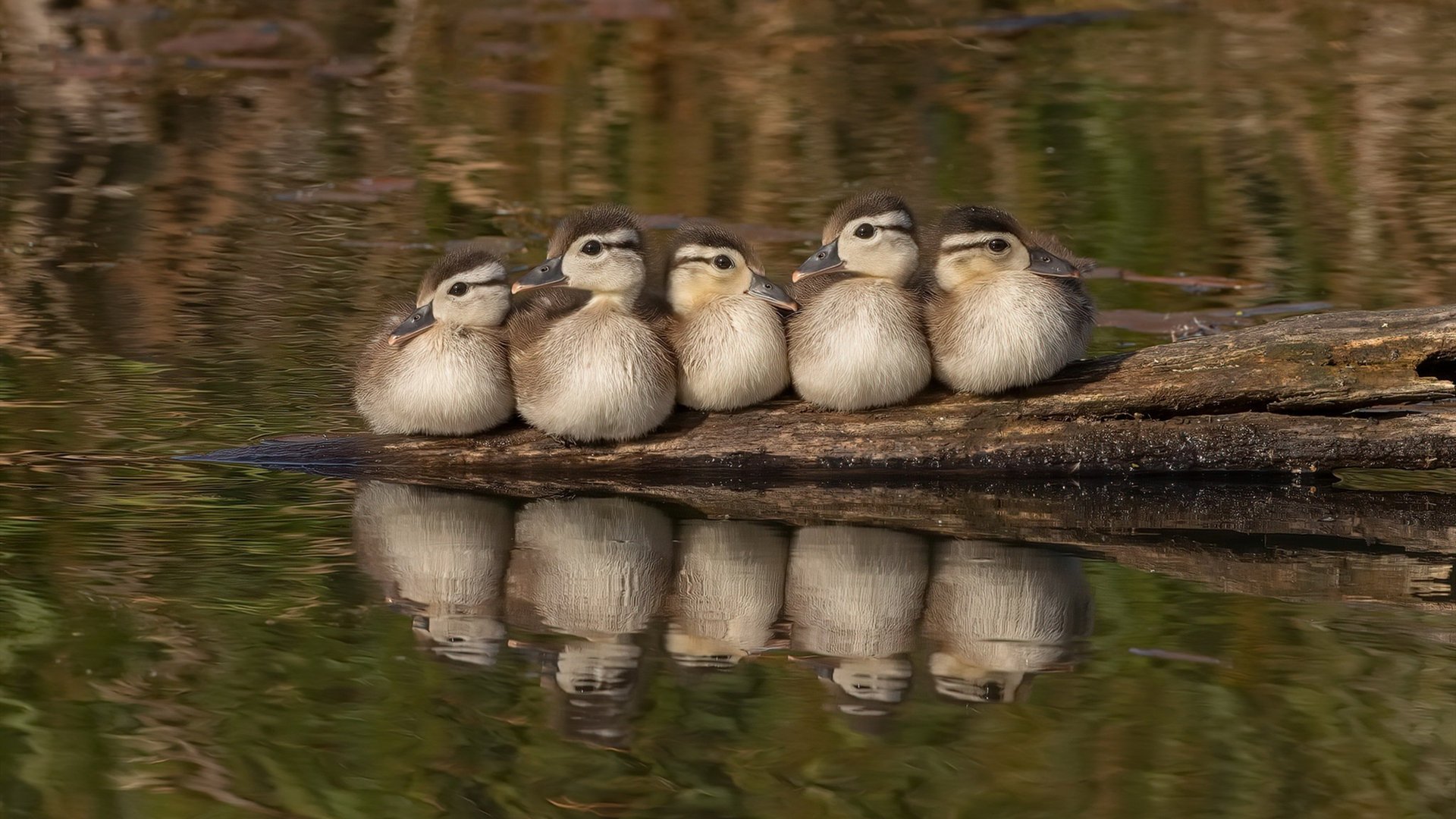 体坛巨星的动人表现:球场上的光芒,球类体育明星