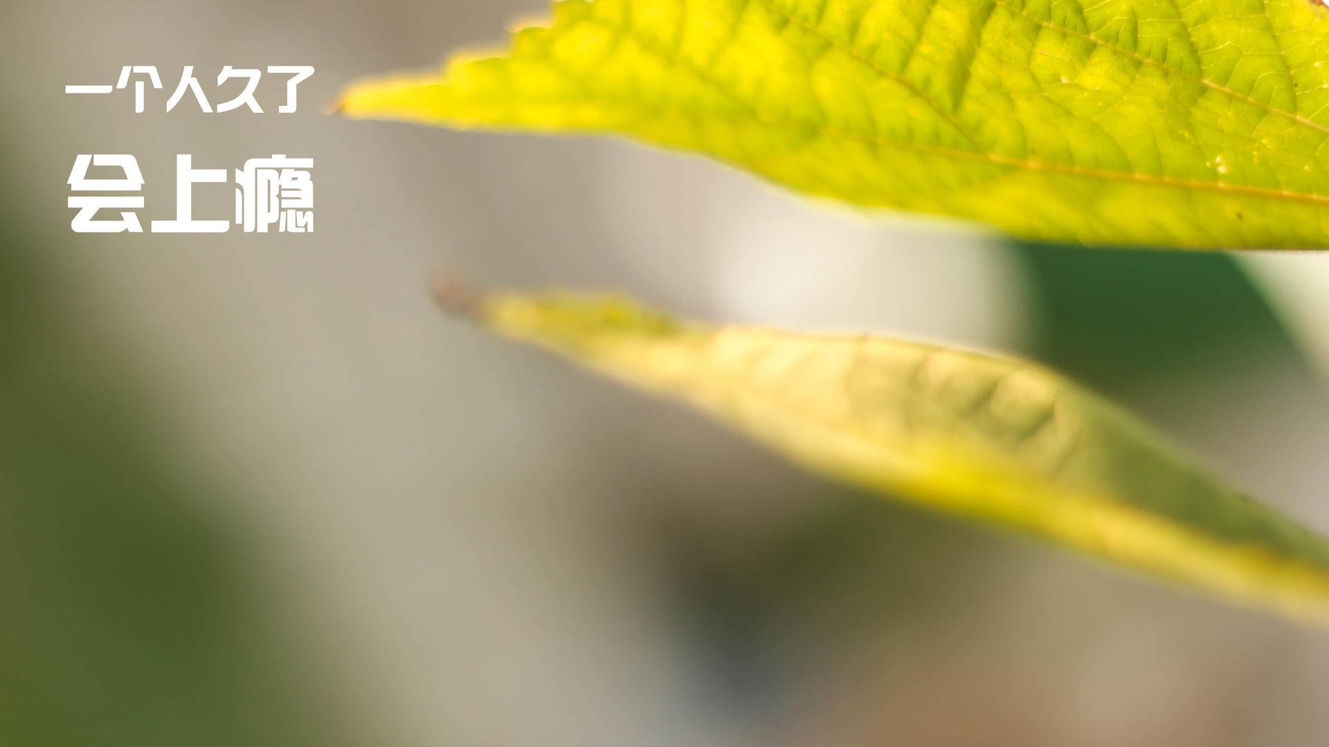 九游登录入口-德国国家队备战欧洲杯，球员状态良好，德国欧洲杯阵容预测