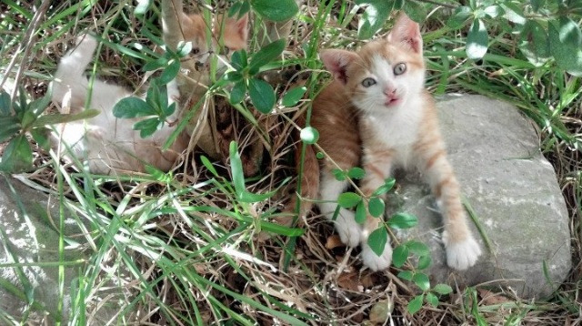 九游游戏中心-曼联主场迎战布莱顿，双方实力对比悬念重重，曼联对布莱顿集锦