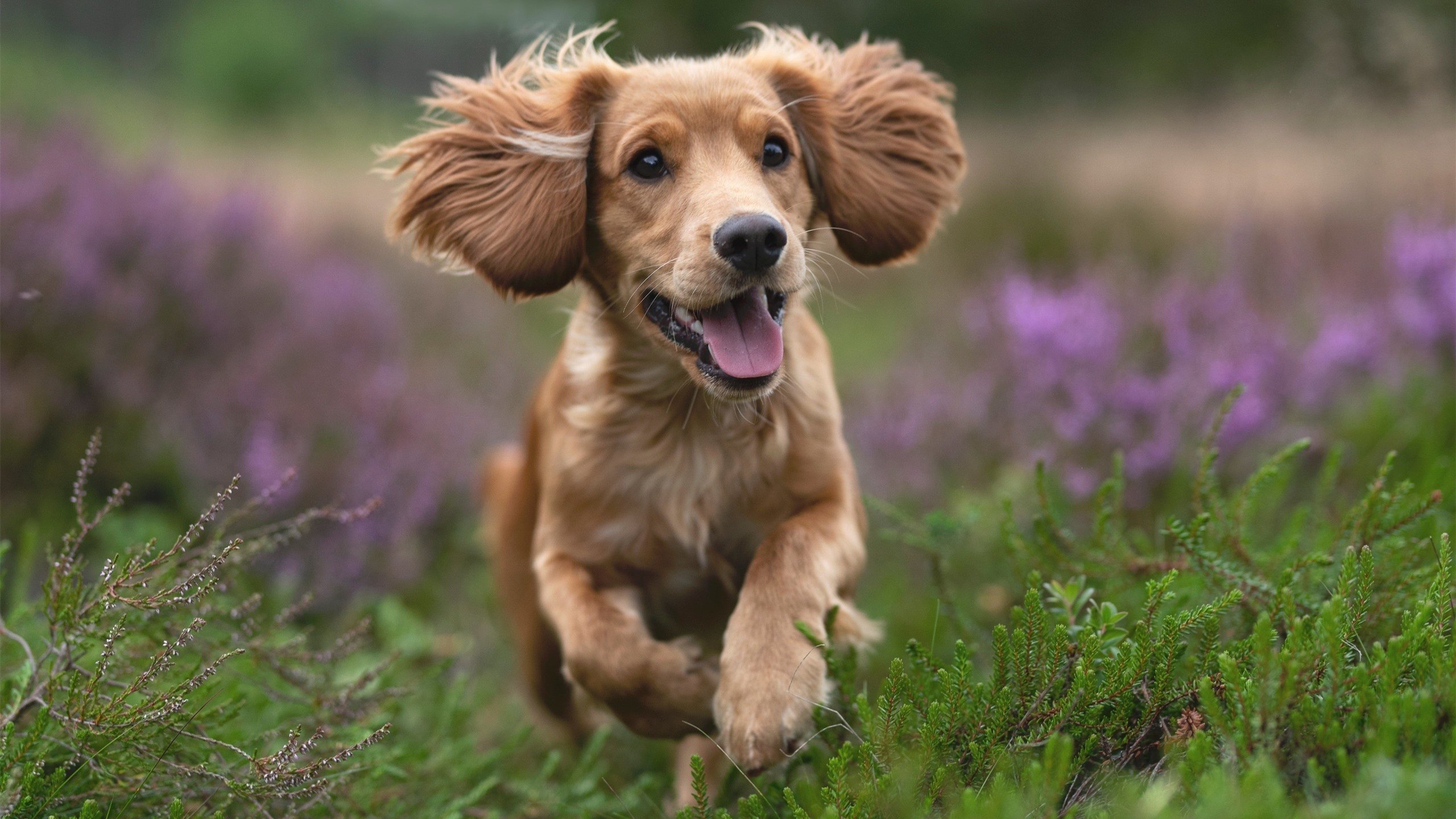 是否应加强对青少年球员经纪人管理,关于加强青少年足球工作的意见