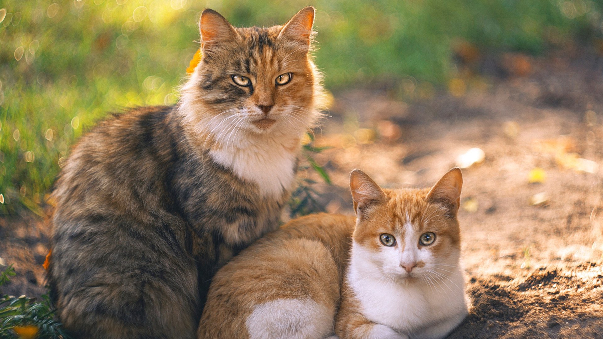 维达德卡萨布兰卡客场表现稳定，积分稳步提升，卡萨布兰卡 知乎