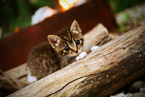 NBA球队比赛录像分析系统优化,nba录像列表