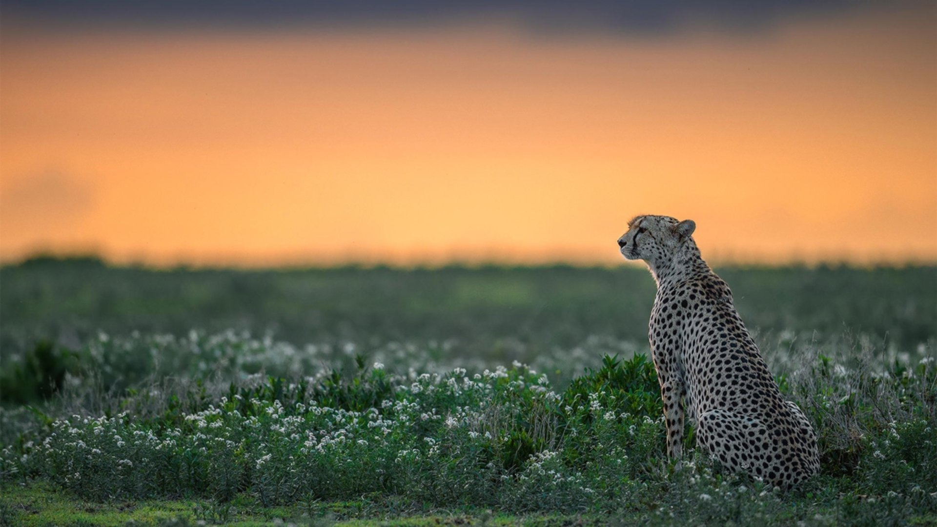 欧洲冠军联赛：小组赛进入白热化阶段，欧洲冠军联赛分组