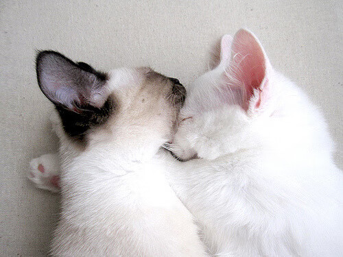 九游网游官网-澳大利亚队在国际乒联混合团体世界杯中的全力出击，国际乒联澳大利亚公开赛