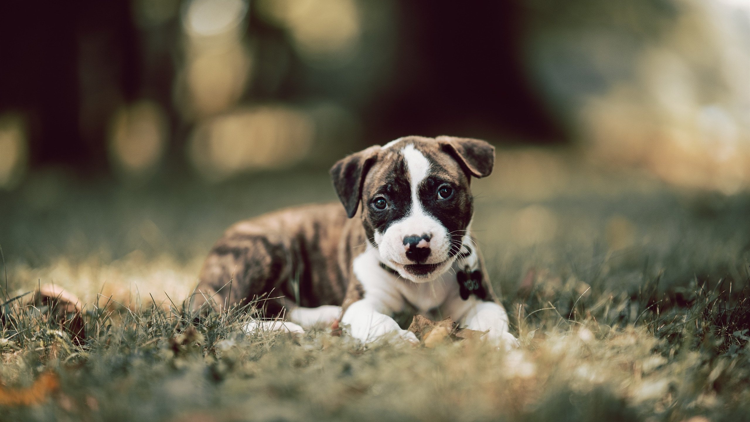 赛事传播平台启动海外社交账号试运营,海外赛区