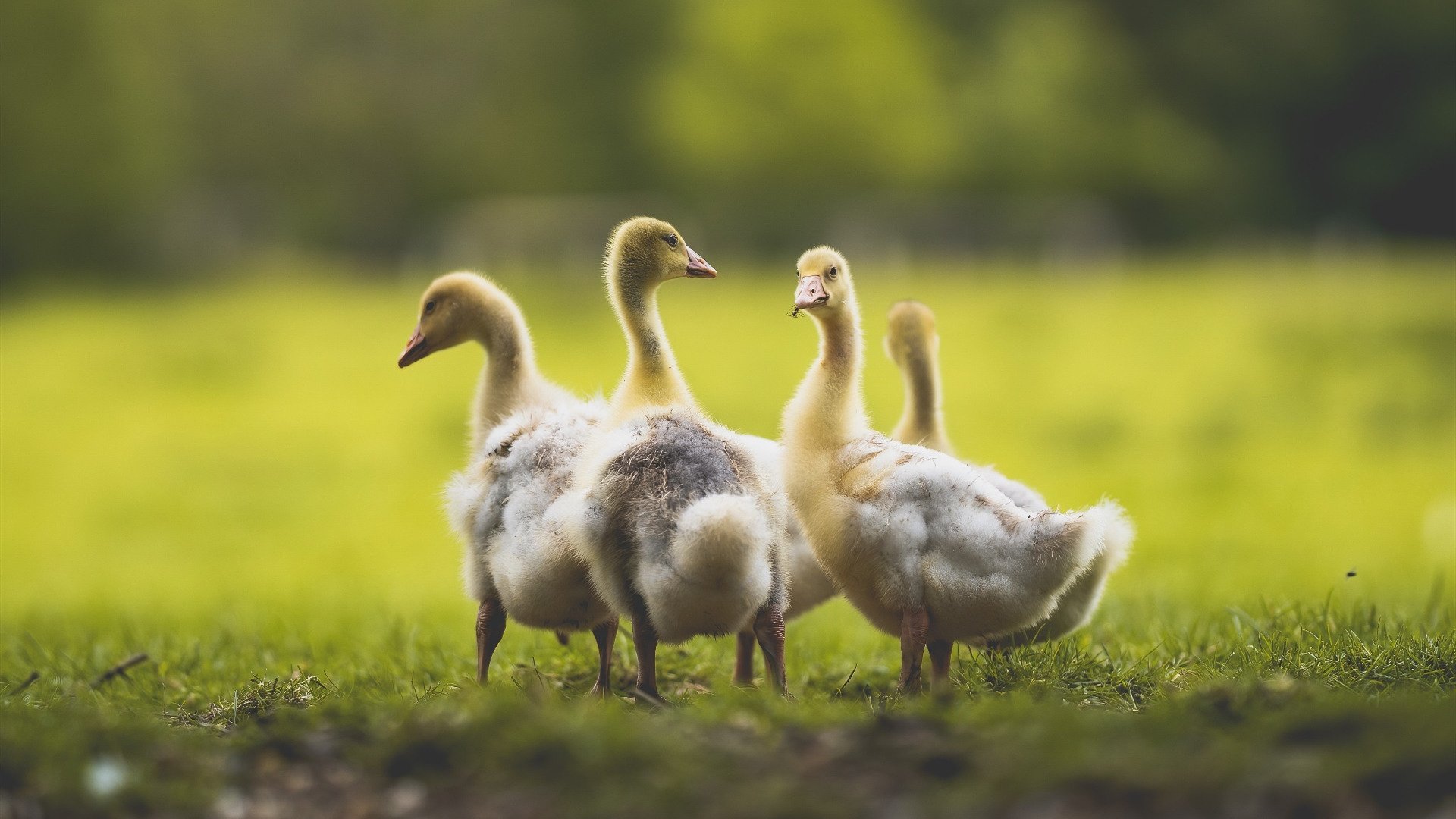 德甲火力全开:攻势如潮,场面火爆!,德甲 ds